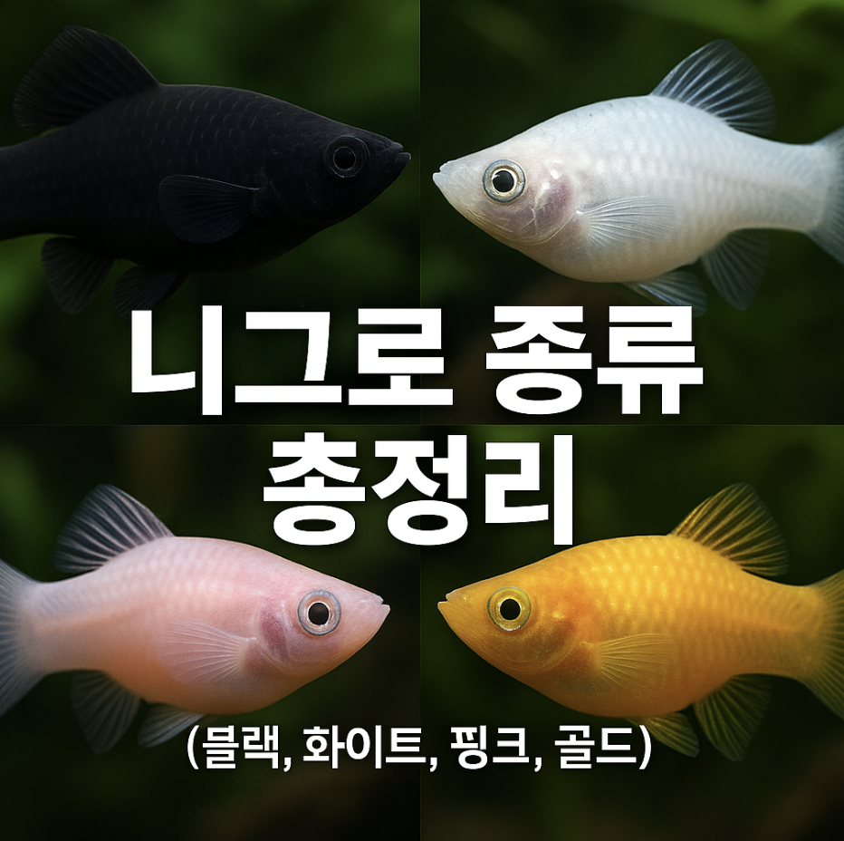 니그로 종류 총정리 (블랙, 화이트, 핑크, 골드)