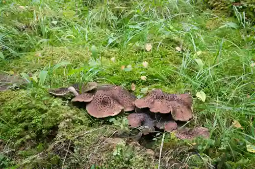 자연산 능이버섯 가격 및 효능과 주의점