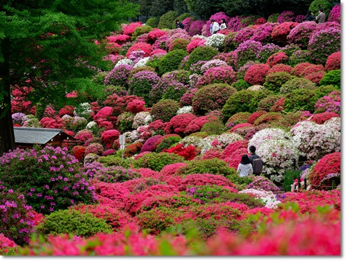세종시 베어트리파크 입장료 할인 봄꽃 축제 가는길