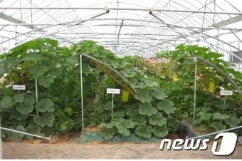 단호박 재배 직파 요령 덩굴 유인 당도 관리_6