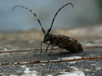 병해충 천적 활용 무당벌레 기생벌 끈끈이트랩 친환경 방제_13