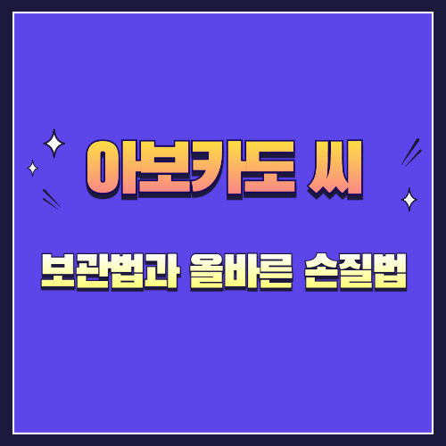 아보카도 씨 보관법과 올바른 손질법