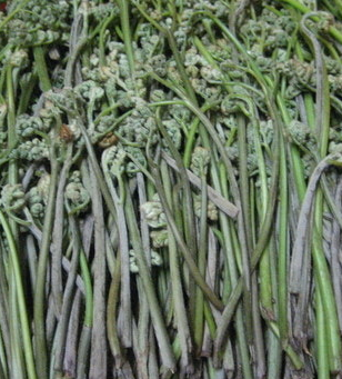 고사리 효능과 부작용 고르는법 칼로리