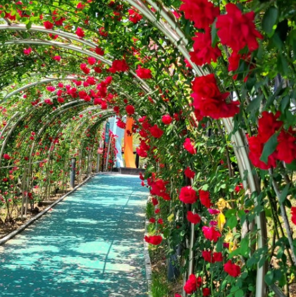 단양 장미터널 완전 정복! 강변 따라 걷는 1.2km의 장미향 산책로