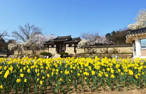 예산 추사고택 수선화