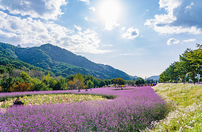 인제가을꽃축제