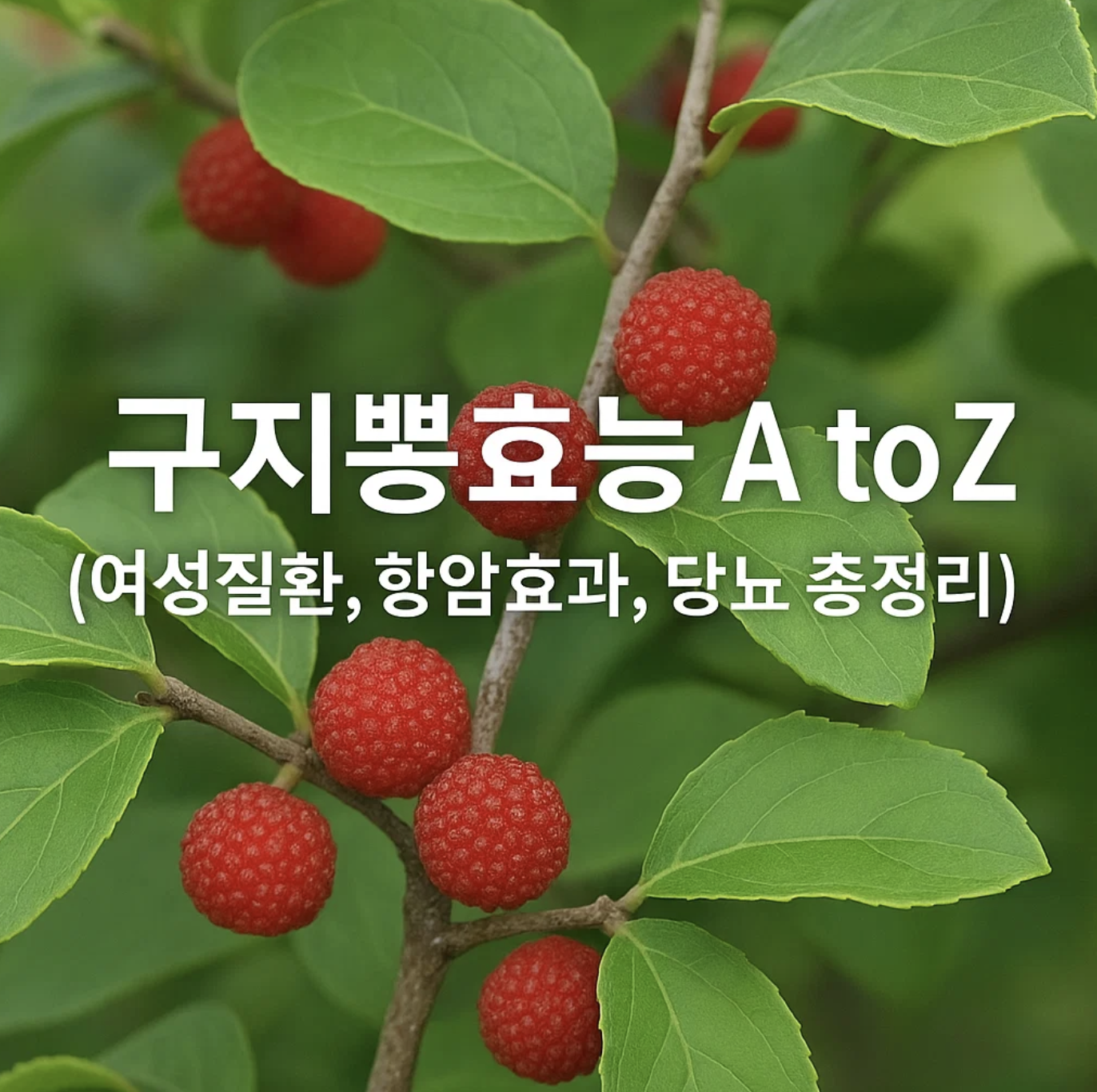 구지뽕효능 A to Z (여성질환, 항암효과, 당뇨 총정리)