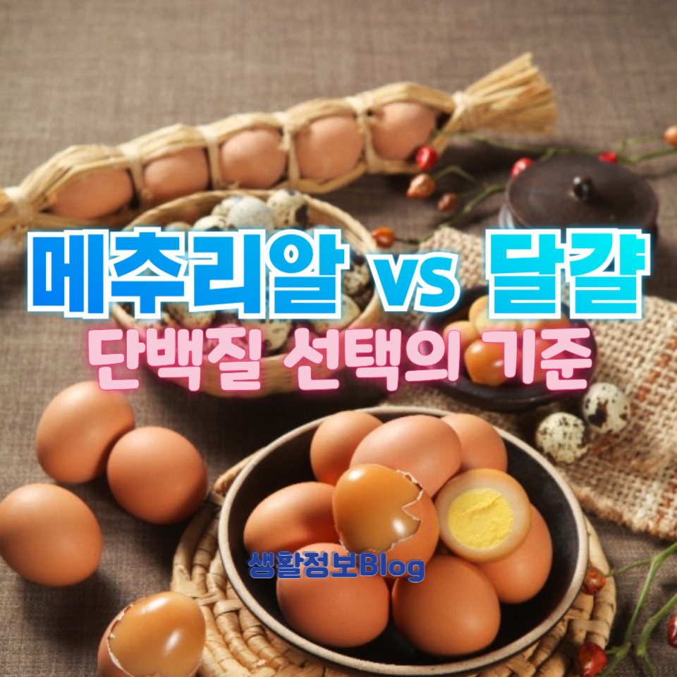 메추리알 vs 달걀