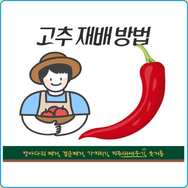 고추 재배 방법