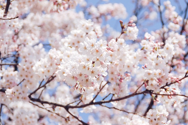 보은벚꽃길축제
