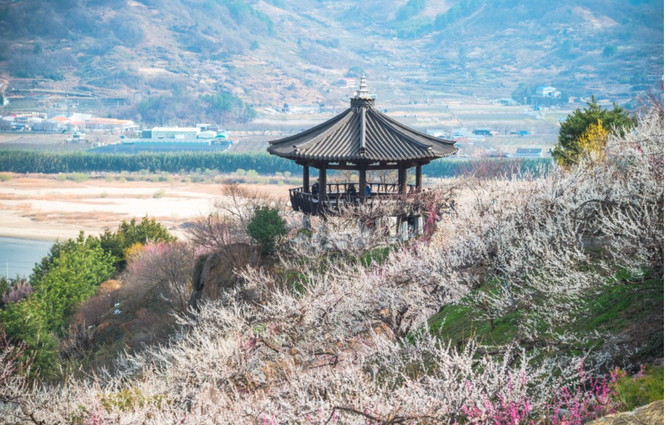 광양매화꽃축제