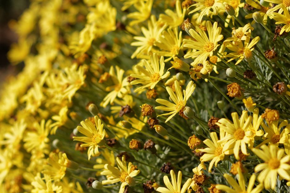 A close-up of vibrant yellow Euryops daisies in full bloom, captured outdoors in natural sunlight.