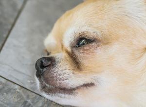 강아지 눈물