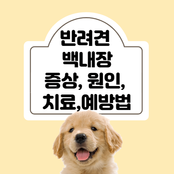 반려견-백내장-원인-치료-썸네일