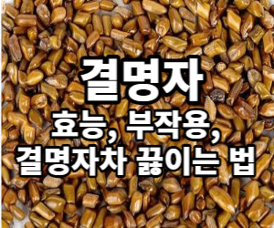 결명자