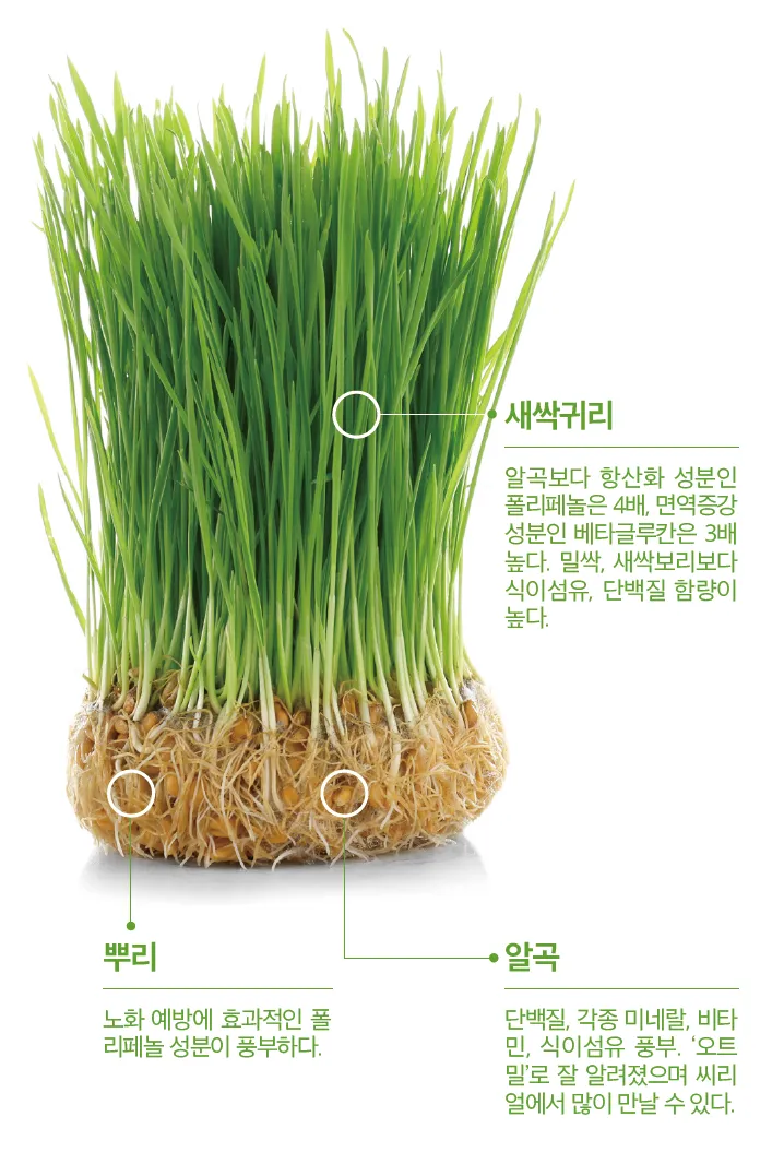 귀리 재배 봄 파종 배수 관리 비료량 조절_7