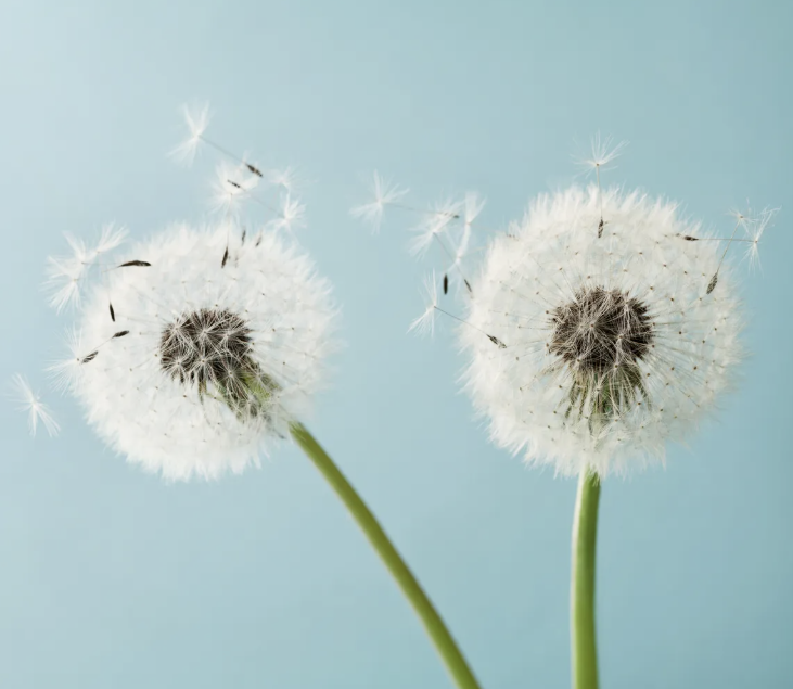 봄철 꽃가루 알레르기 완벽 차단법! 외출 후 관리부터 침구 살균 세탁까지