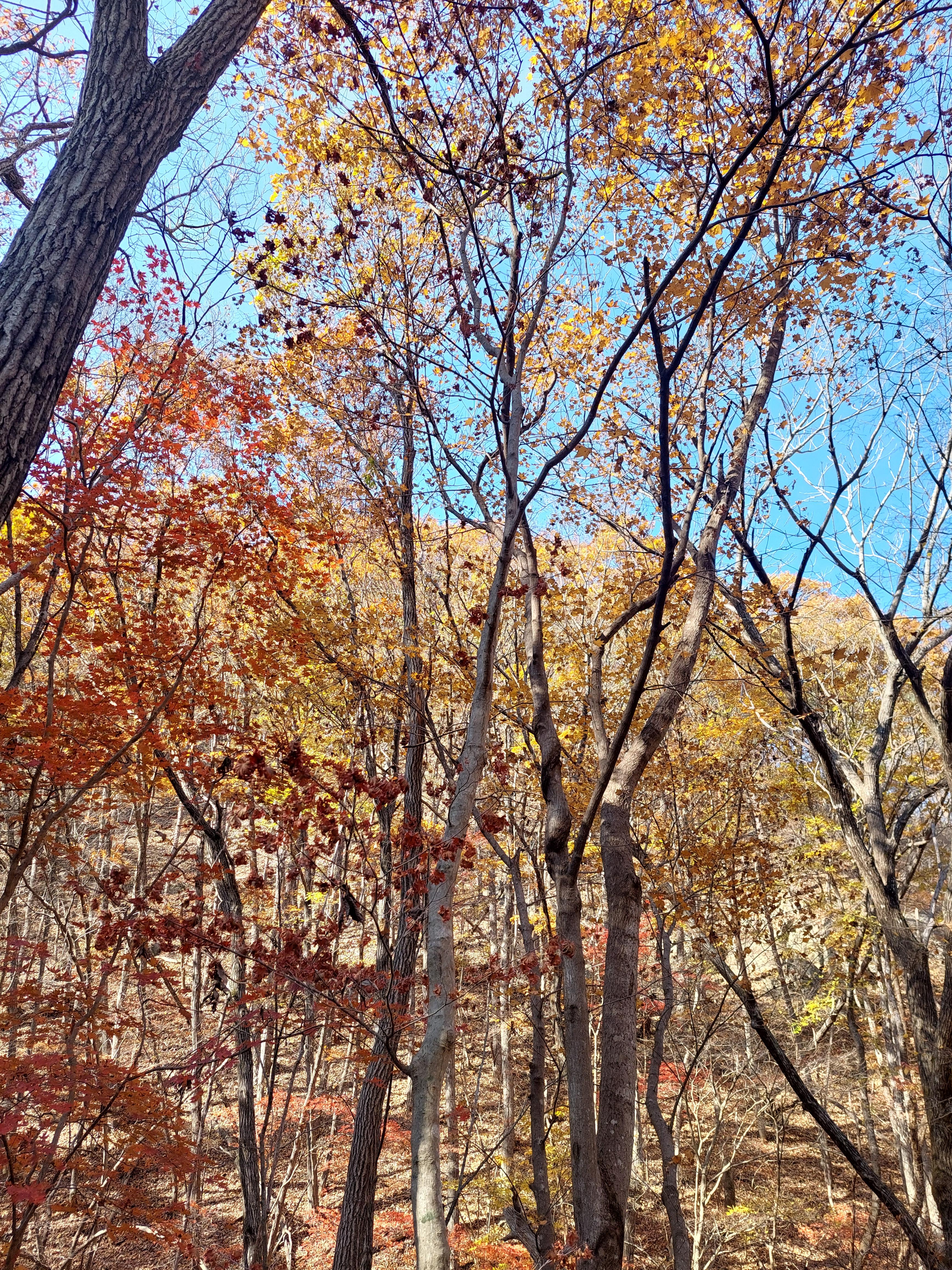 주왕산