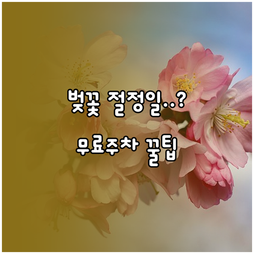 안성 벚꽃 구경하기 좋은 날짜와 무료..