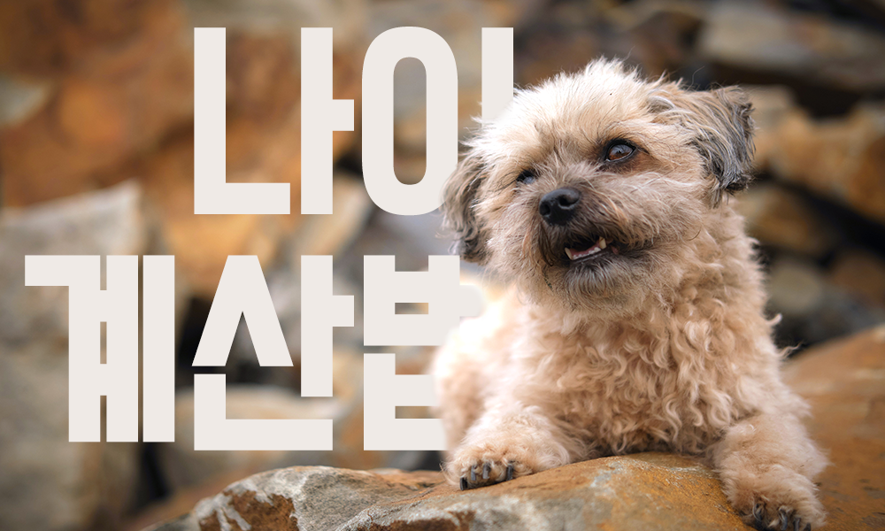 강아지-나이