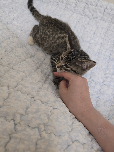 고양이 식사 관리 방법, 사료 급여량과 올바른 식습관