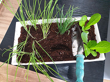 부추와 상추 심기