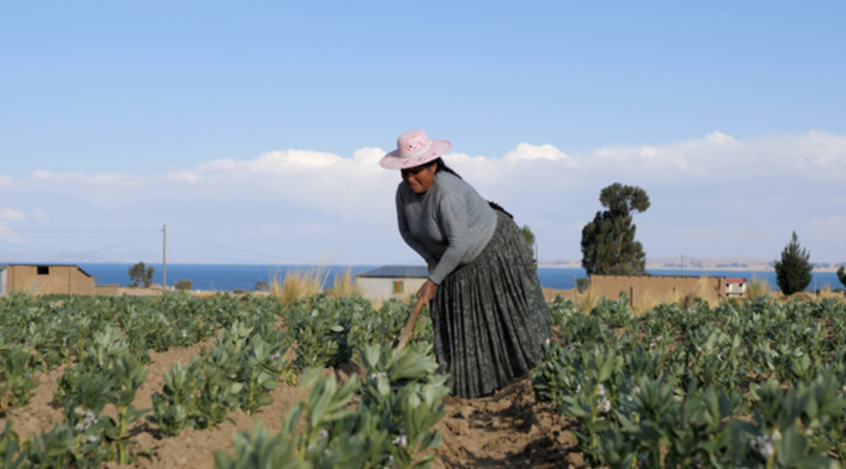 자이언트-파바빈