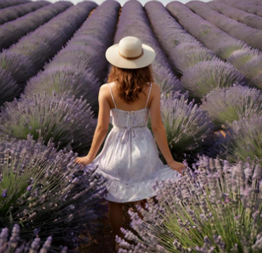 정읍 허브원 라벤더 농원