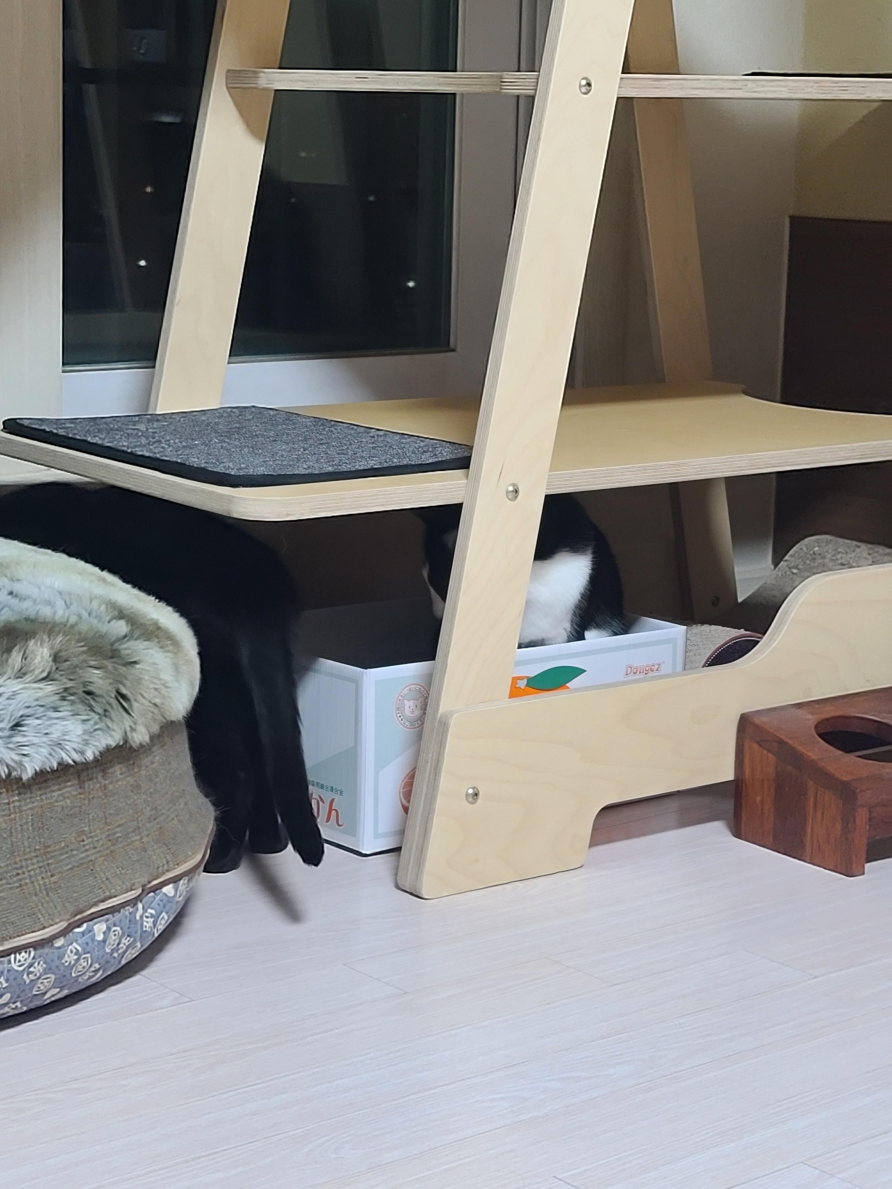 집사가 사준 스크래쳐를 잘 써주는 고양이들. 고양이들에게 스크래쳐가 꼭 필요한 이유.