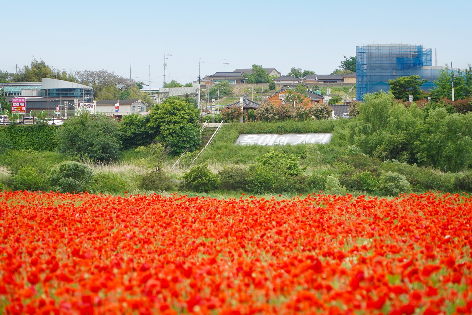 장민호 열광시킨 강변공연, 14만㎡ 꽃양귀비 단지는 '인생샷 명소' 등극.