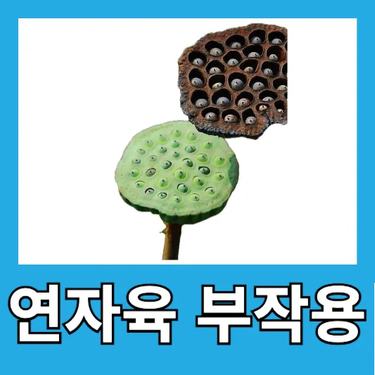 연자육 부작용