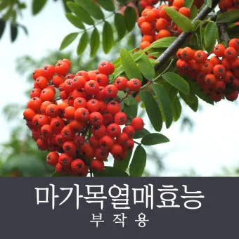 마가목 열매 효능 먹는 법 부작용 포함 10가지 정리_4