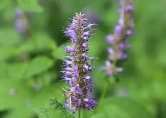 히솝 재배 씨 뿌리기 통풍 관리 허브 차 활용_14