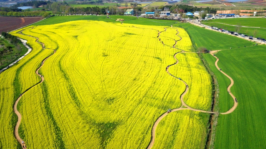 고창청보리밭축제