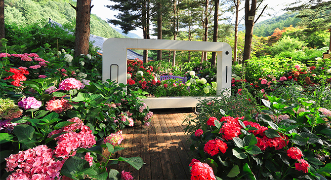 아침고요 수국 전시회 축제