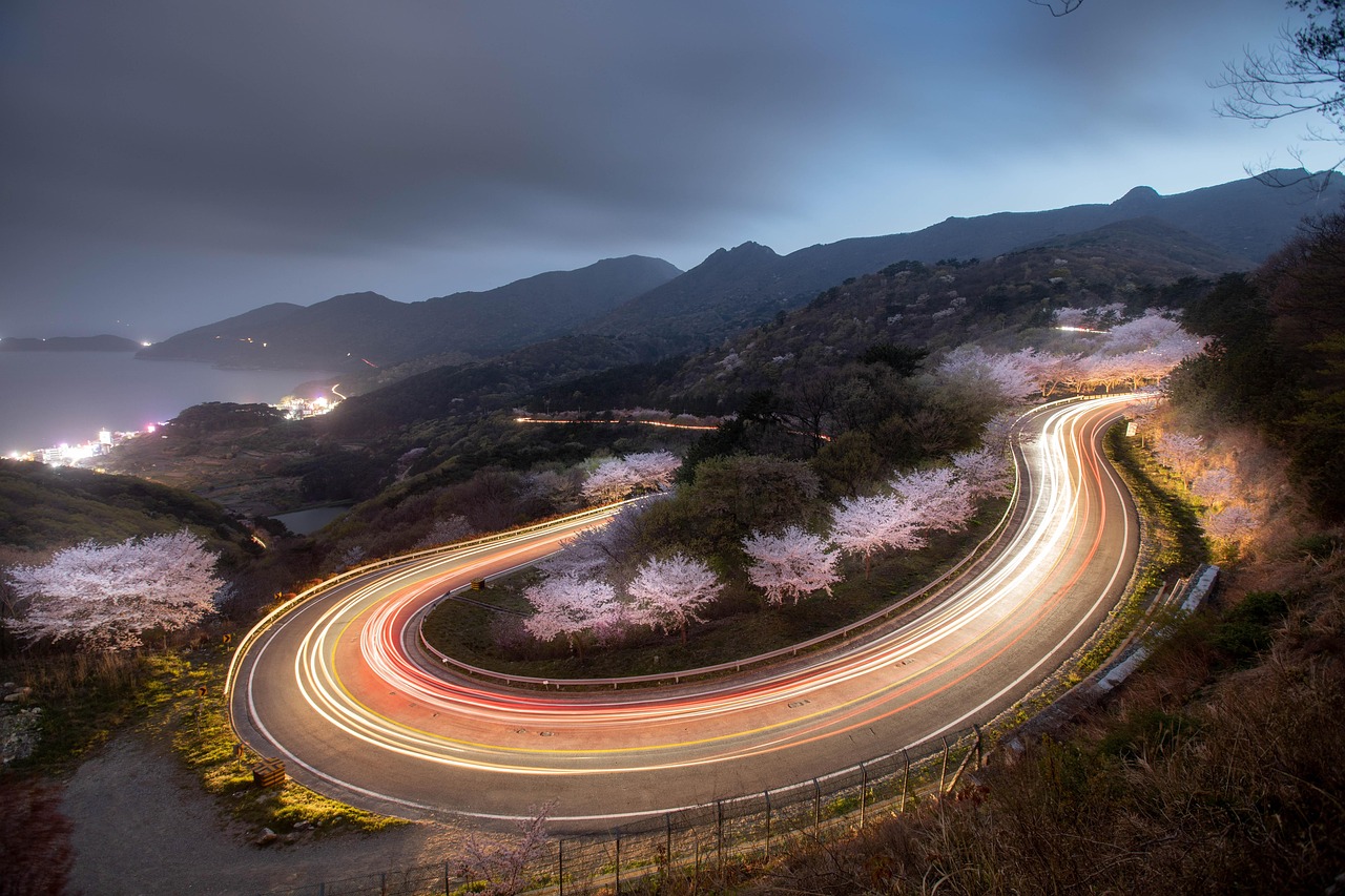 벚꽃 야경 관련 사진