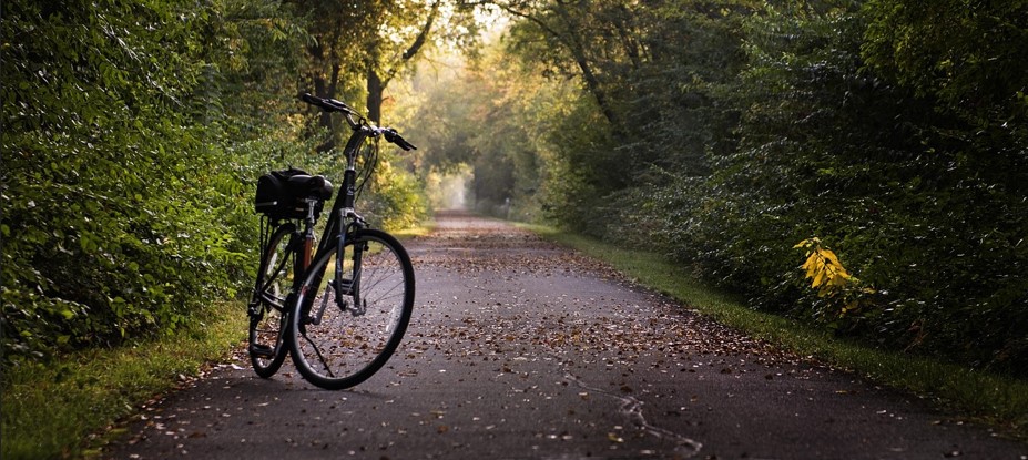 숲속 오솔길가에 자전거가 세워져 있는 사진