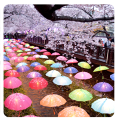 2025년 진해군항제 벚꽃 축제