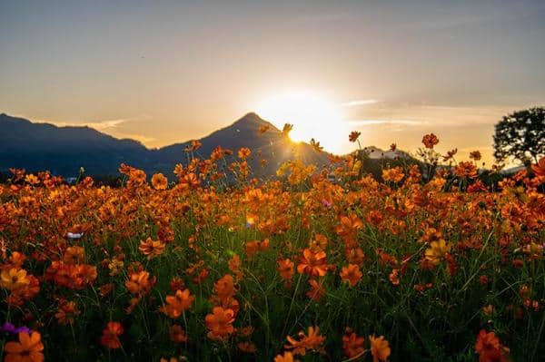 가초온천-꽃단지-노을질-무렵