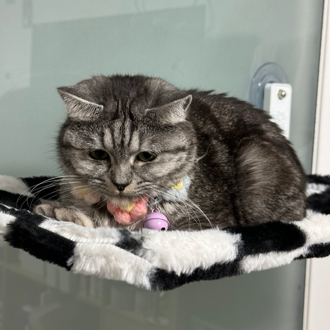 고양이 노려볼 때