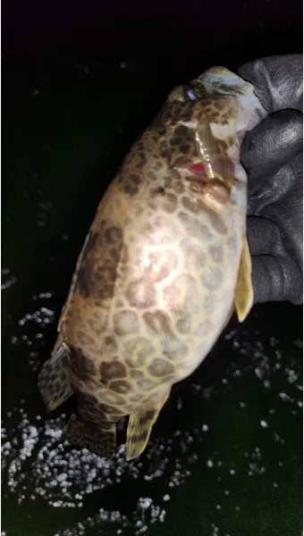 5월 쏘가리 금어기 시작 전국 금지 기간 완벽 정리와 낚시 규정_19