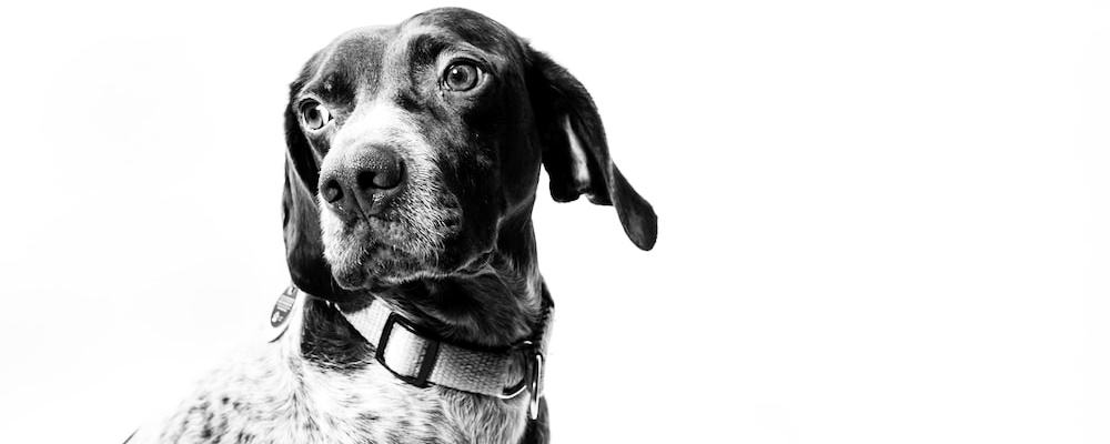 강아지에게 안돼! 가르치는 방법 12