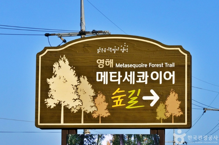 나는솔로 18기 촬영지 메타세콰이어 숲길 연인과 함께 가보기