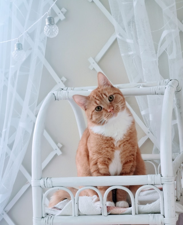 8월8일 세계 고양이의 날 뜻·배경·행사·선물·기부