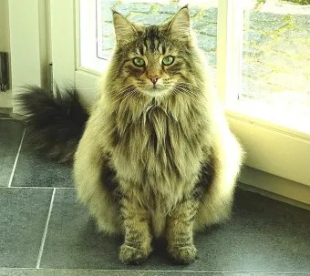 노르웨이숲 고양이 유전병 분양 털빠짐_4