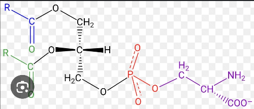 포스파티딜세린이란?