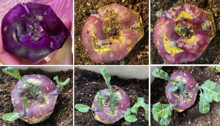 콜라비성장일지