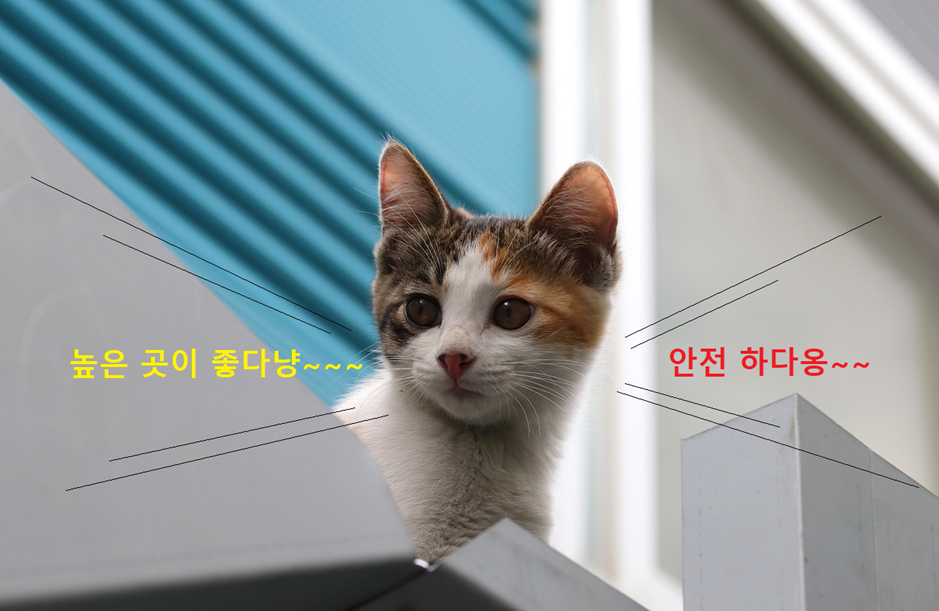 높은 곳에 올라가 있는 고양이 사진