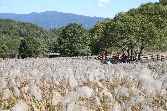 포천 명성산 억새