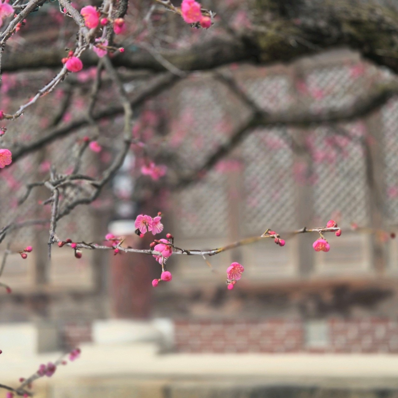 출처 : 통도사 네이버 등록사진